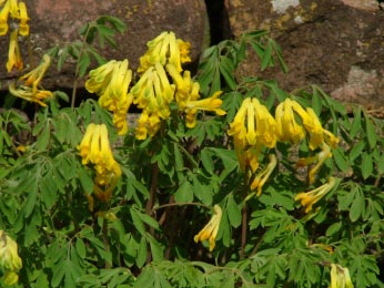 Pseudofumaria lutea (Corydalis lutea)Gele helmbloem bestellen